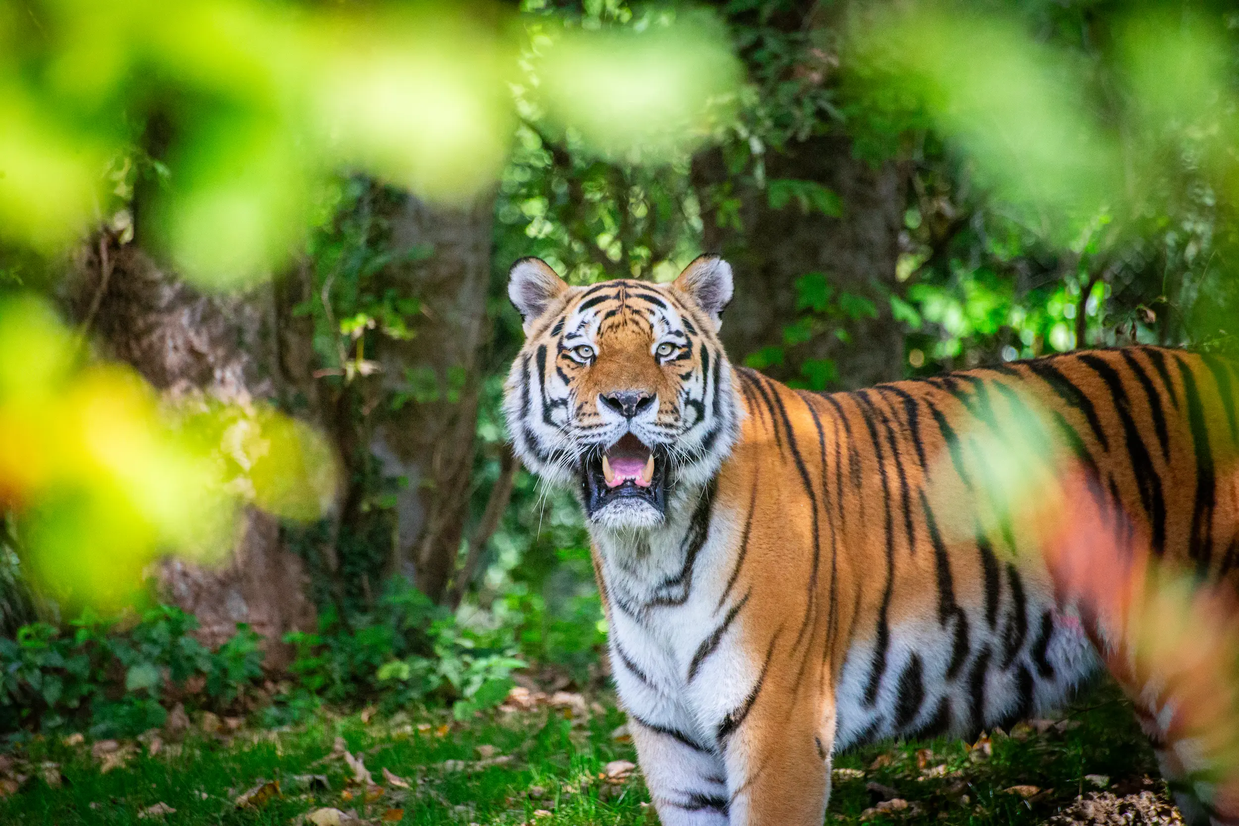 Read more about the article Living among tigers and other ‘wilds’