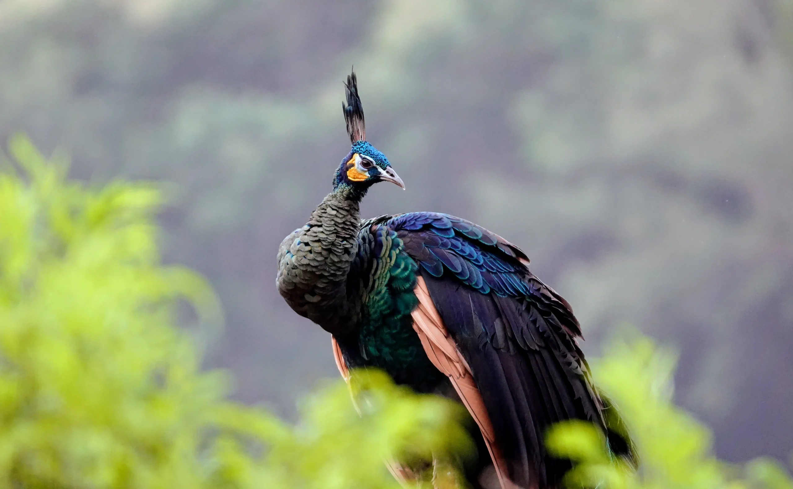 Read more about the article Pleasures of watching birds