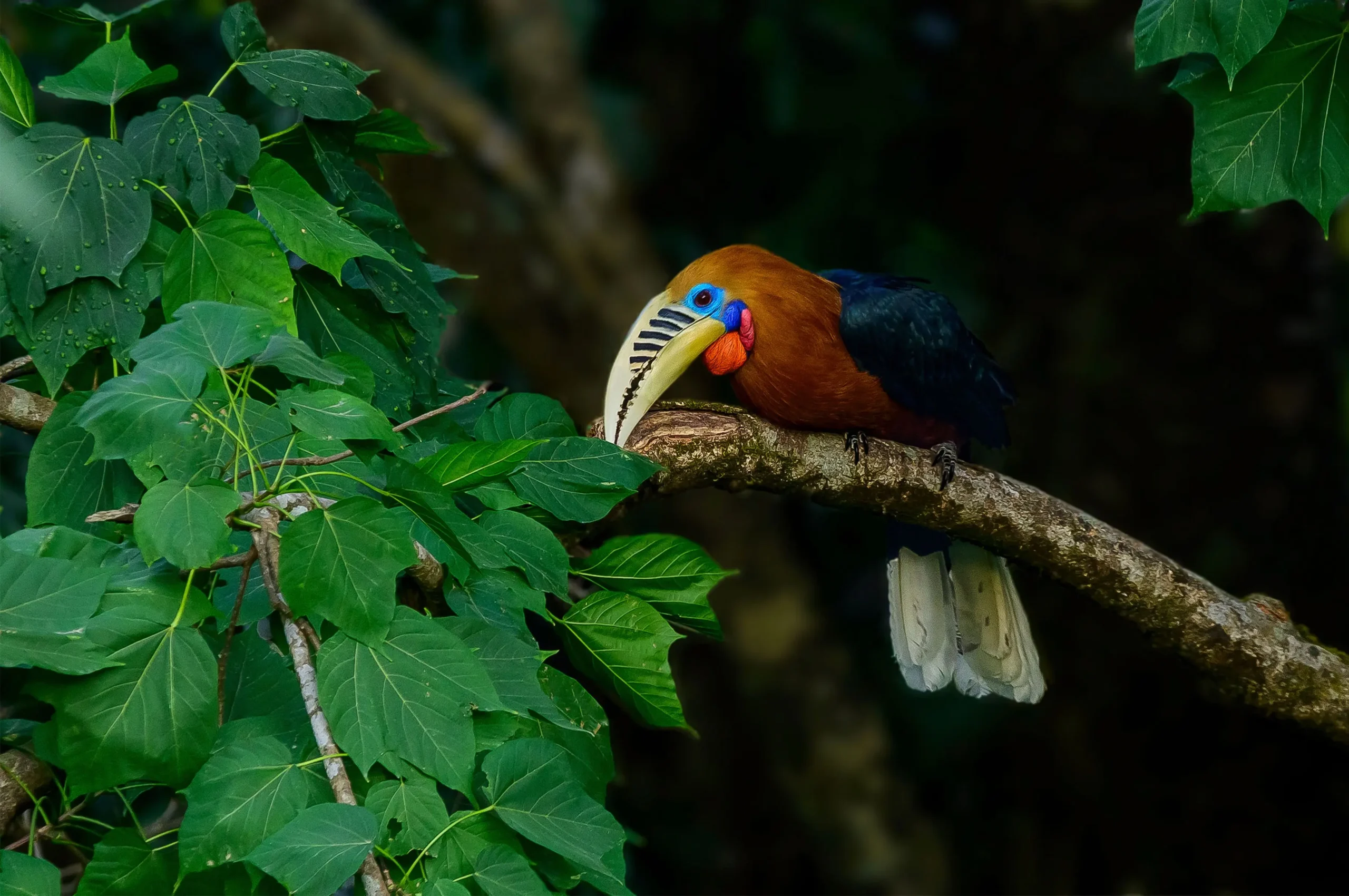 Read more about the article Beautiful Flying Machines: What the Rufous-necked Hornbill Teaches Us About Responsible Tourism