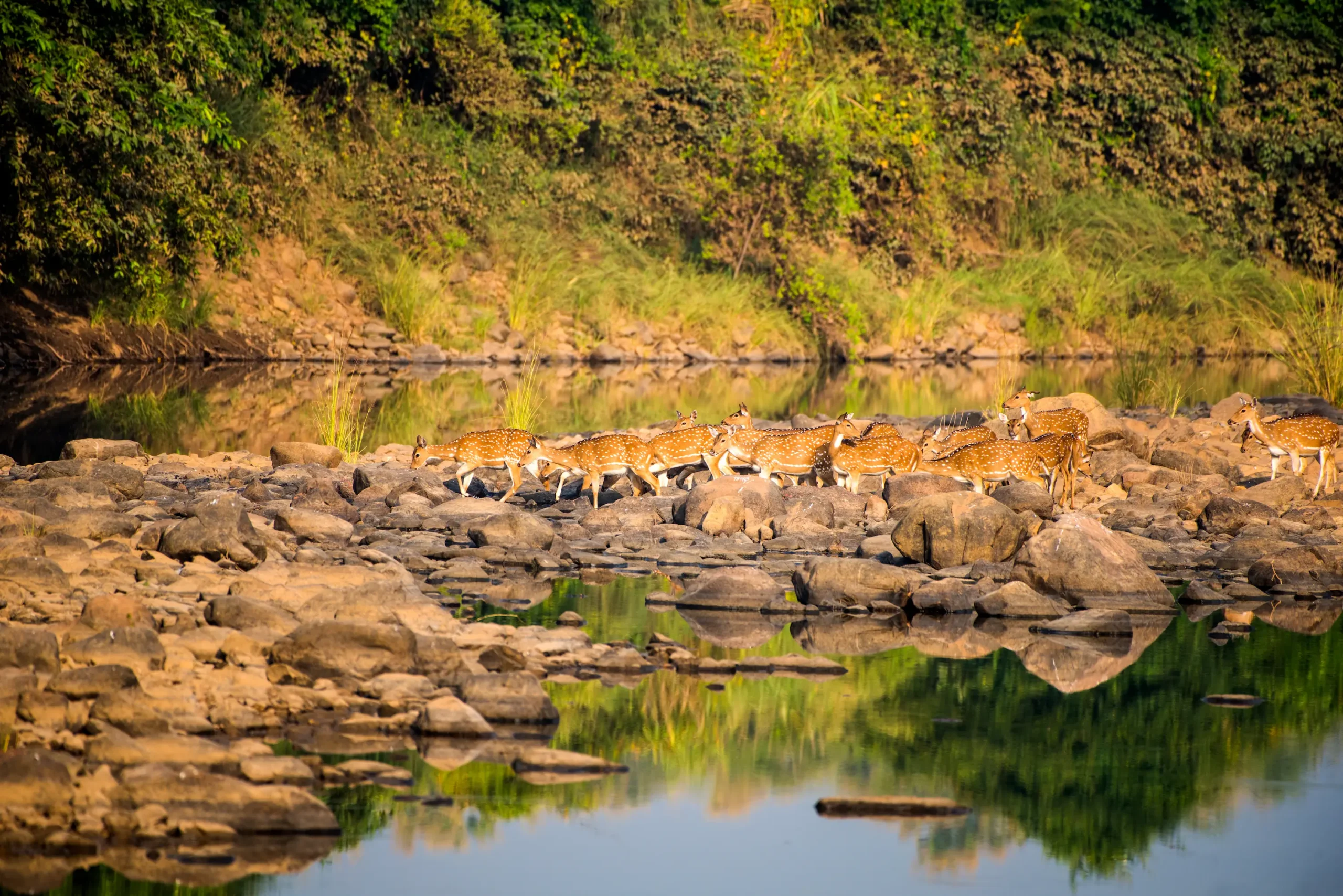 Read more about the article A SUSTAINABLE FRAMEWORK FOR WILDLIFE TOURISM