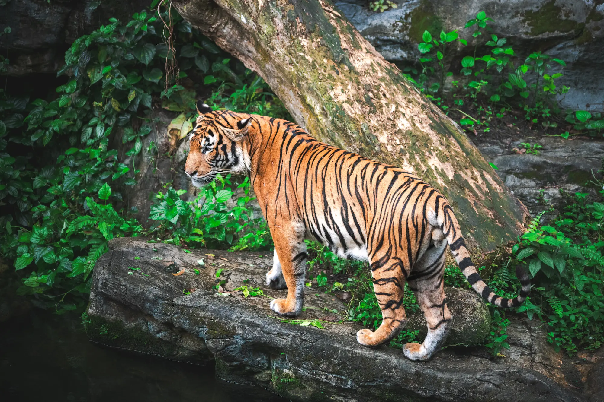 Read more about the article Pros & Cons Analysis: High-End ‘Tiger Tourism’ Initiative in the Sundarbans